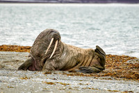 walrus (Odobenus rosmarus)