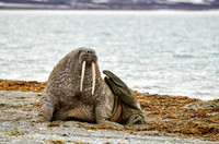 walrus (Odobenus rosmarus)
