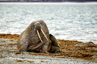 walrus (Odobenus rosmarus)