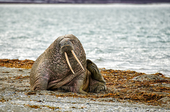 walrus (Odobenus rosmarus)