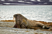 walrus (Odobenus rosmarus)