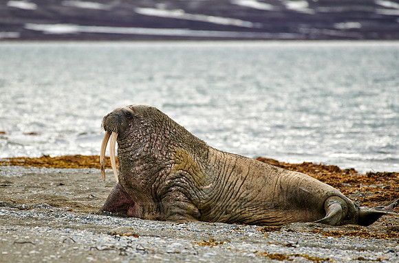 walrus (Odobenus rosmarus)