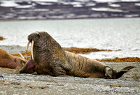 walrus (Odobenus rosmarus)
