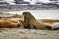 walrus (Odobenus rosmarus)