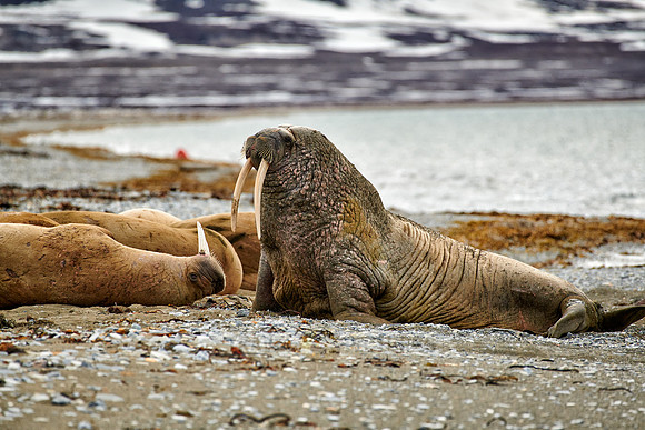 walrus (Odobenus rosmarus)