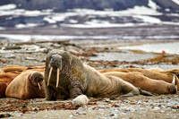 walrus (Odobenus rosmarus)