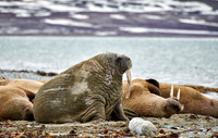 walrus (Odobenus rosmarus)