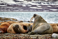 walrus (Odobenus rosmarus)