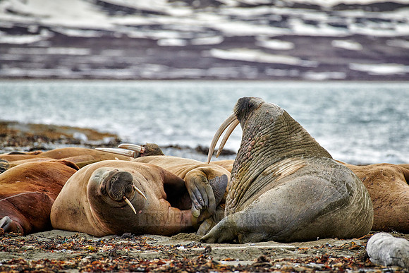 walrus (Odobenus rosmarus)