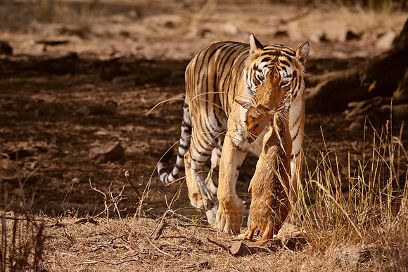 Tiger with prey in mouth
