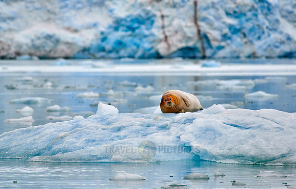 bearded seal (Erignathus barbatus)