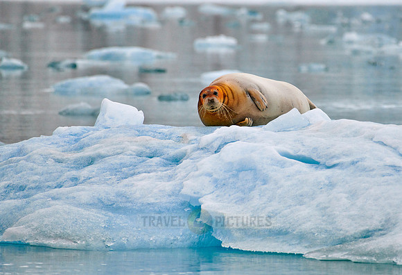 bearded seal (Erignathus barbatus)