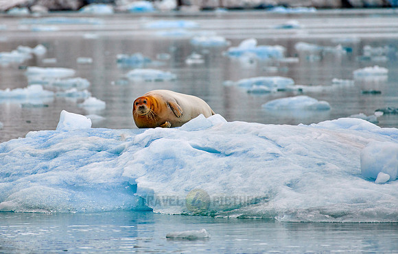 bearded seal (Erignathus barbatus)