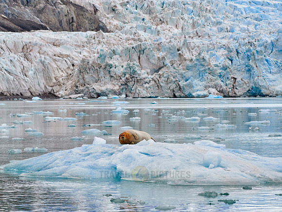 bearded seal (Erignathus barbatus)