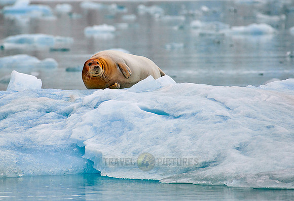 bearded seal (Erignathus barbatus)