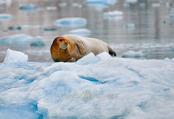 bearded seal (Erignathus barbatus)