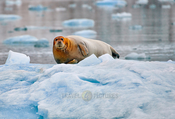 bearded seal (Erignathus barbatus)