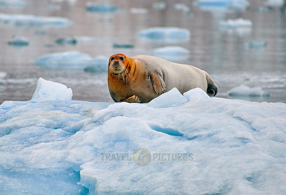 bearded seal (Erignathus barbatus)