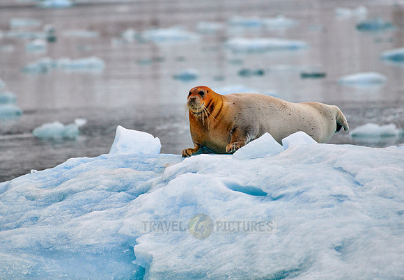 bearded seal (Erignathus barbatus)