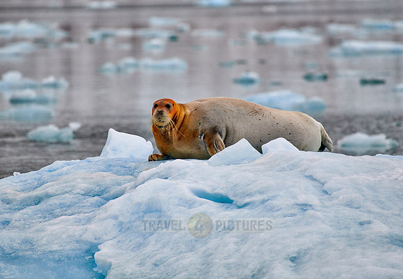 bearded seal (Erignathus barbatus)