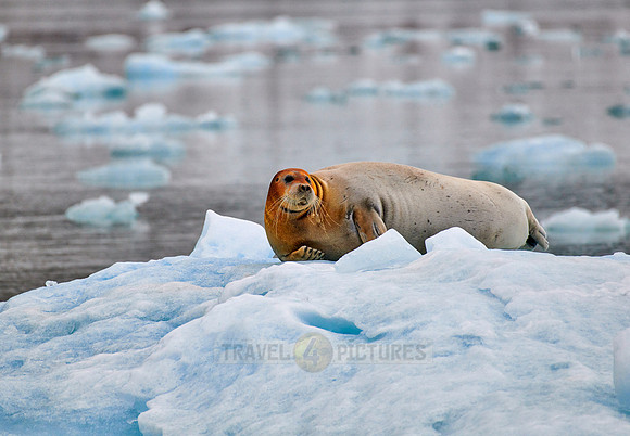bearded seal (Erignathus barbatus)