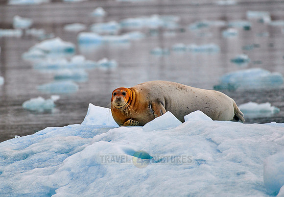 bearded seal (Erignathus barbatus)