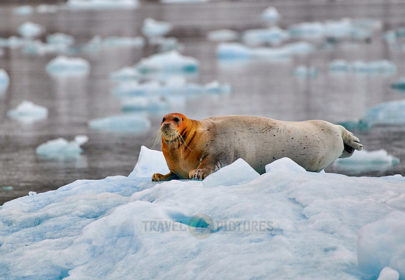 bearded seal (Erignathus barbatus)