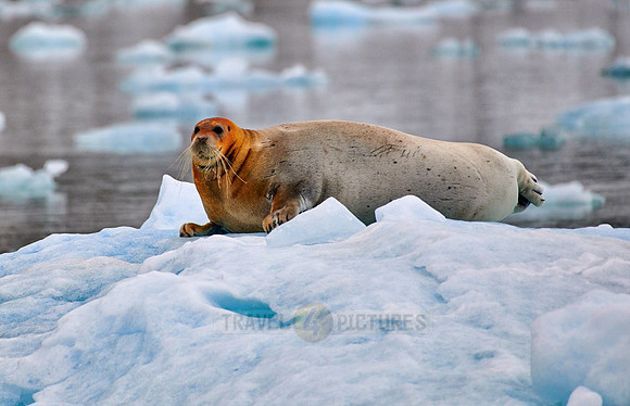 bearded seal (Erignathus barbatus)