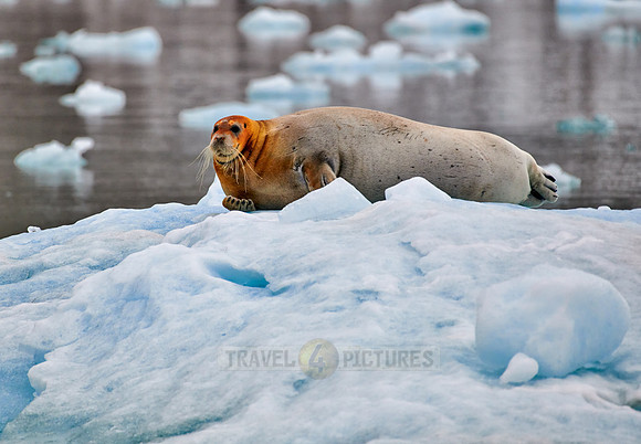 bearded seal (Erignathus barbatus)