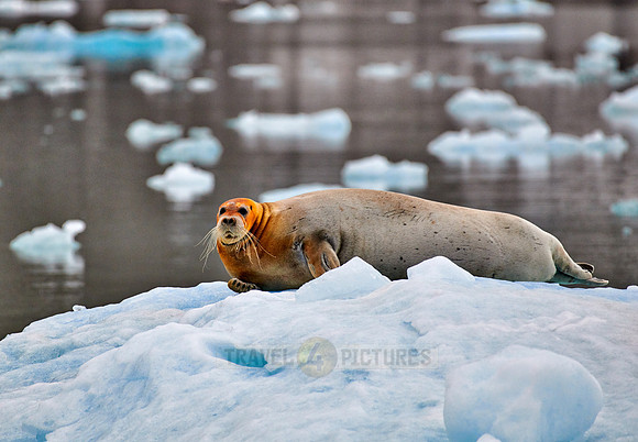 bearded seal (Erignathus barbatus)