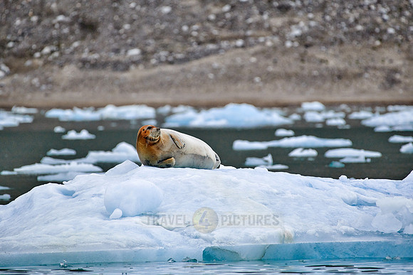 bearded seal (Erignathus barbatus)