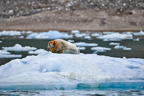 bearded seal (Erignathus barbatus)
