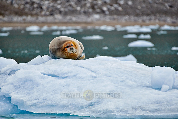 bearded seal (Erignathus barbatus)