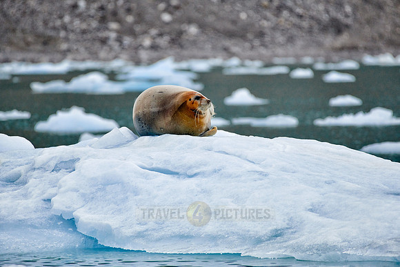bearded seal (Erignathus barbatus)