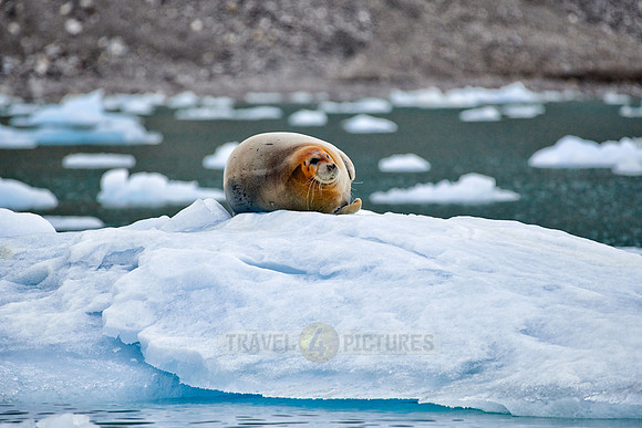 bearded seal (Erignathus barbatus)