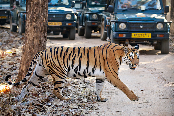 Bengal tiger (Panthera tigris tigris) walking between safari cars