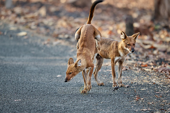 pack of dhole (Cuon alpinus) or indian wild dog