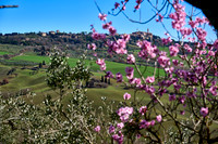 view over landscape of Val de Orcia to Pienza