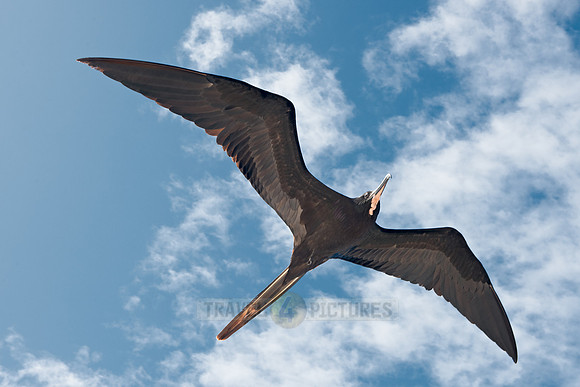 flying Frigatebird
