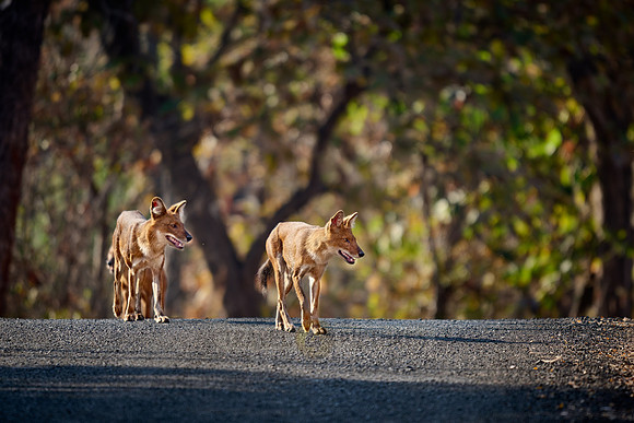 pack of dhole (Cuon alpinus) or indian wild dog