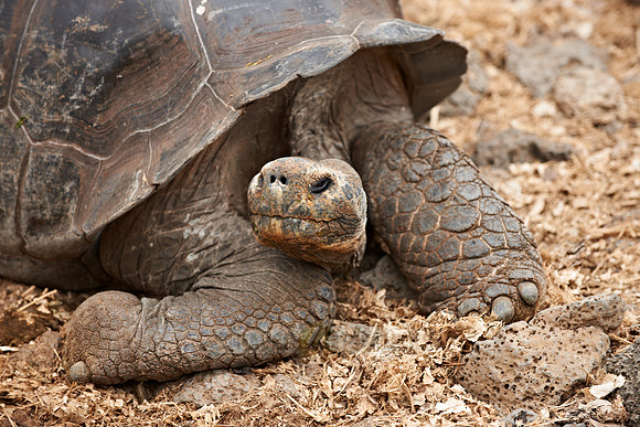 Galapagos giant tortoise in Charles Darwin Statio|