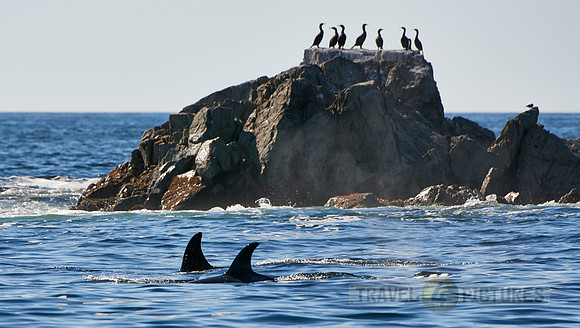 Transient Killer whales