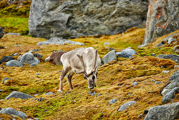 Svalbard reindeer (Rangifer tarandus platyrhynchus)