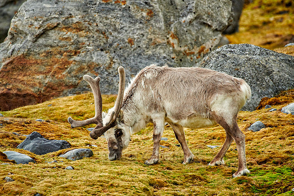 Svalbard reindeer (Rangifer tarandus platyrhynchus)