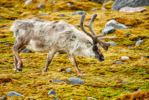 Svalbard reindeer (Rangifer tarandus platyrhynchus)