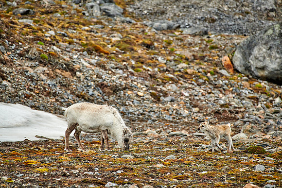mother with new born Svalbard reindeer