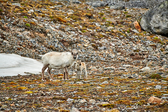 mother with new born Svalbard reindeer