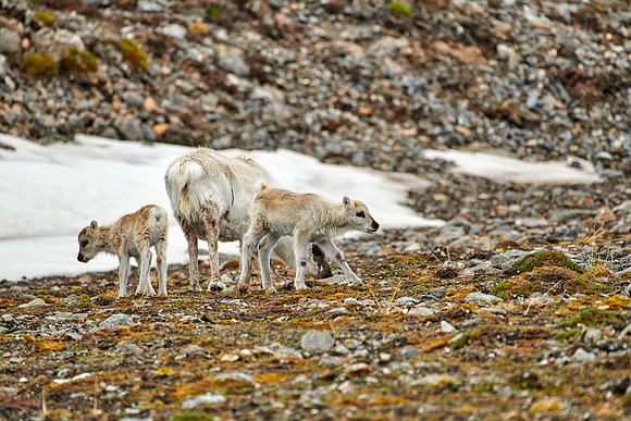 mother with new born Svalbard reindeer