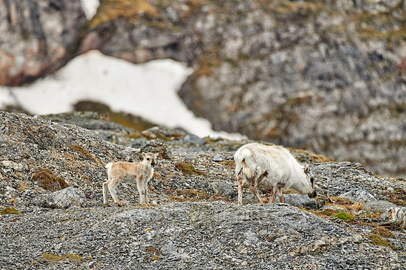 mother with new born Svalbard reindeer