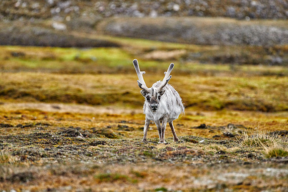 Svalbard reindeer (Rangifer tarandus platyrhynchus)